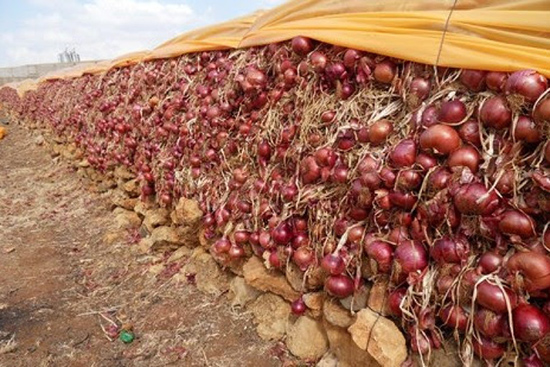البصل…مذكور في القرآن