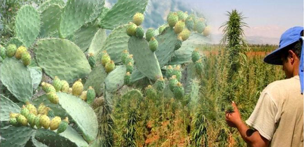 هل يمكن تعويض زراعة  القنب الهندي بالصبار “الهندي”
