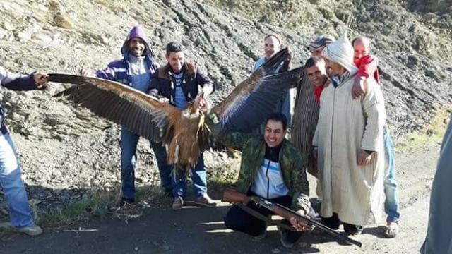 جريمة بيئية.. قناصة من شفشاون وطنجة يغتالون النسر الملكي المهدد بالانقراض