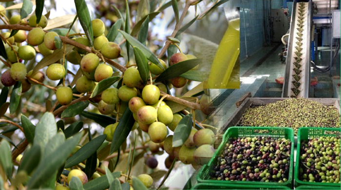 اختتام المهرجان الوطني للزيتون بوزان