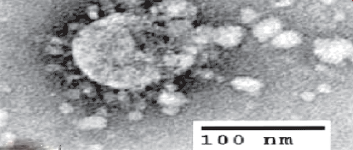 رجاؤنا أنْ يُوَليَنا ظهرَه إلى غير رَجعة “SRAS- COV- 2” /  “SARS- COV- 2”