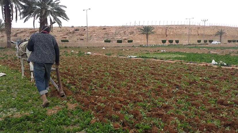 الموسم الفلاحي .. تساقطات مطرية تحيي الآمال