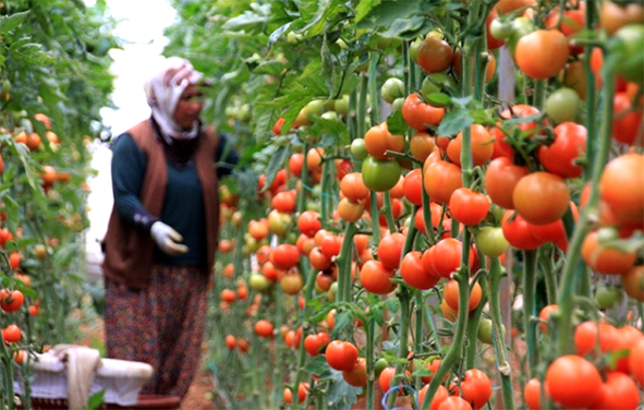 أسعار الطماطم تشتعل  ووزير الفلاحة: الطلب العالمي وتعدد المضاربين هم السبب